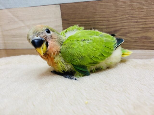 コザクラインコ（小桜インコ）