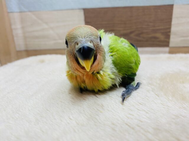 コザクラインコ（小桜インコ）