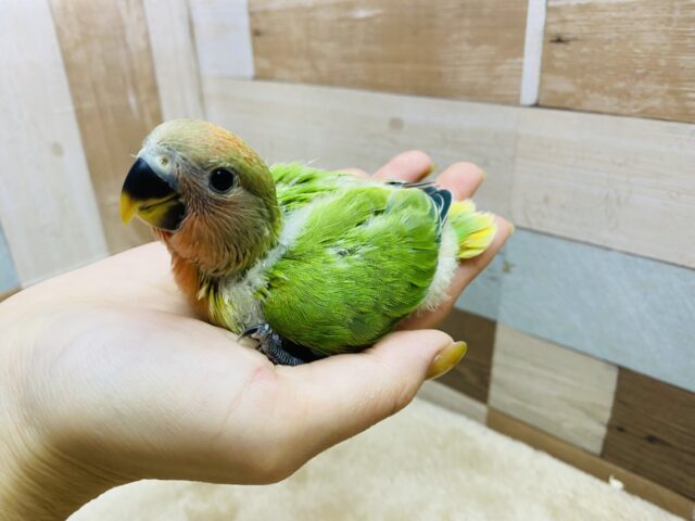 コザクラインコ（小桜インコ）