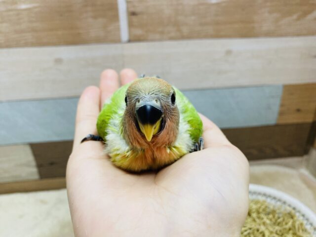 コザクラインコ（小桜インコ）