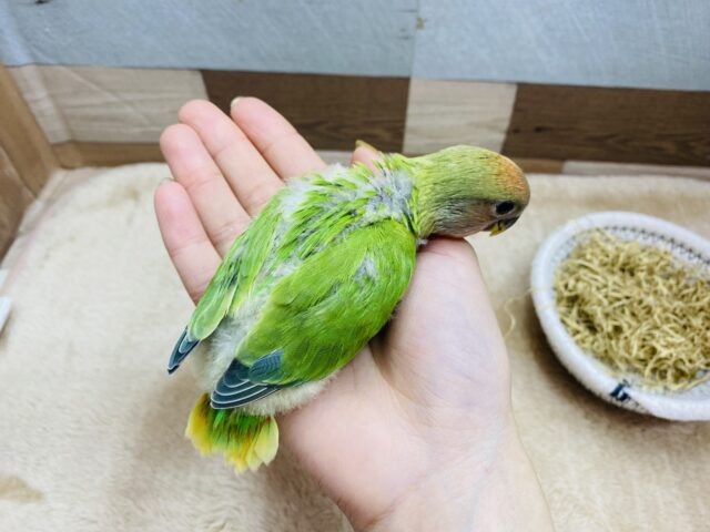 コザクラインコ（小桜インコ）