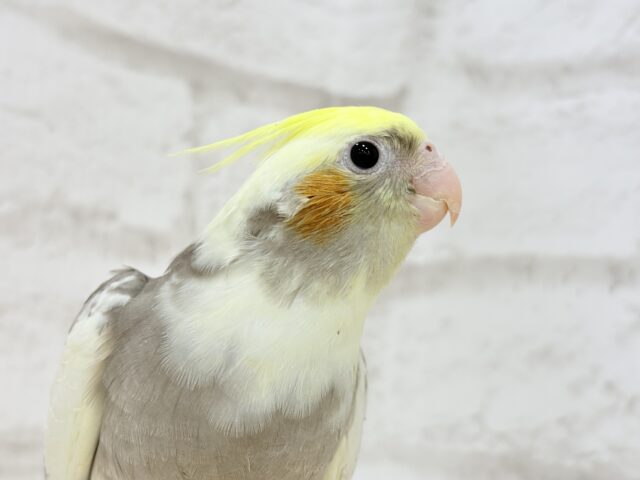 オカメインコ