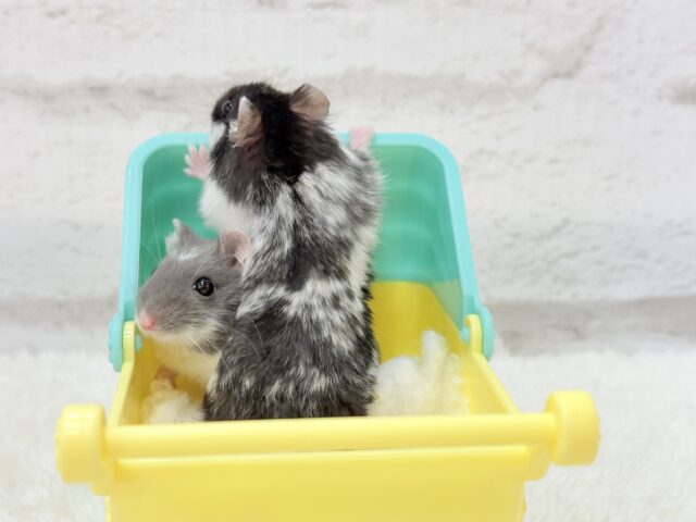 ドワーフハムスターの1種