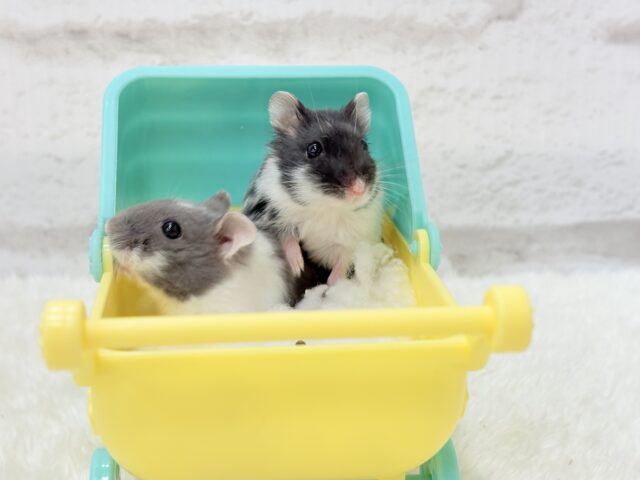 ドワーフハムスターの1種