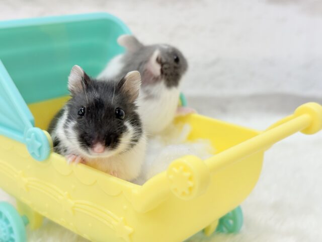 ドワーフハムスターの1種