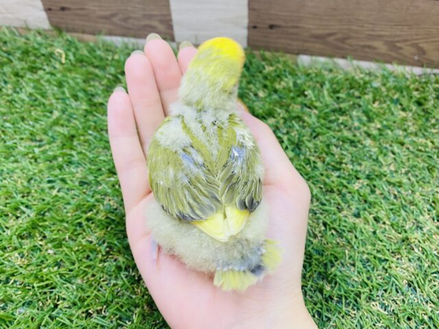 コザクラインコ（小桜インコ）