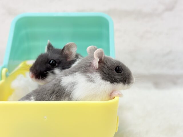 ドワーフハムスターの1種