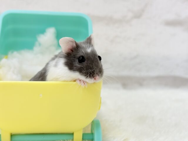 ドワーフハムスターの1種