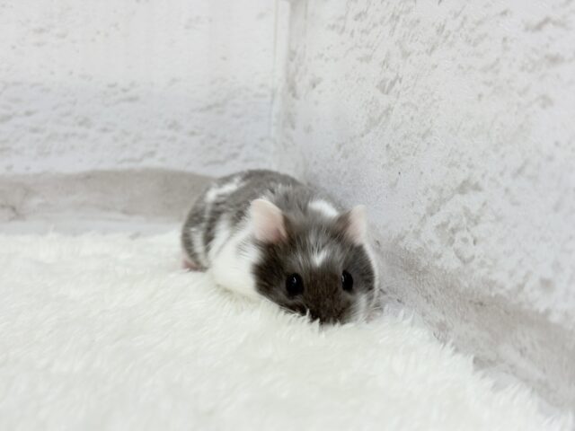 ドワーフハムスターの1種