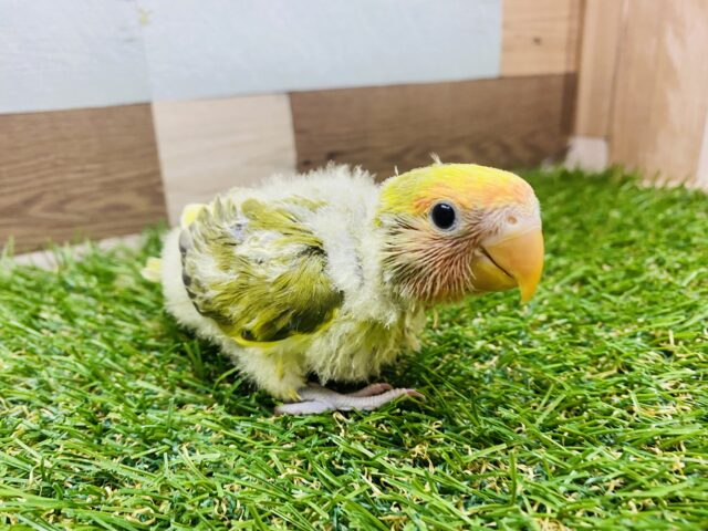 コザクラインコ（小桜インコ）