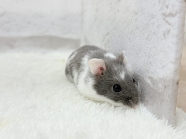 ドワーフハムスターの1種