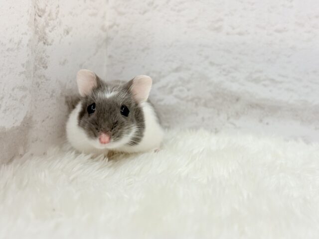 ドワーフハムスターの1種