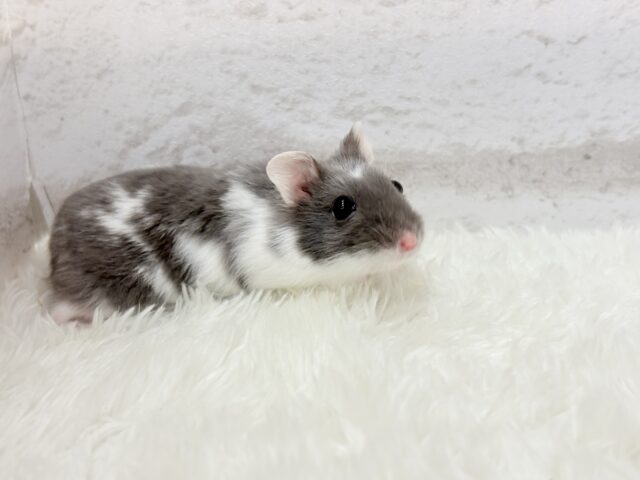 ドワーフハムスターの1種