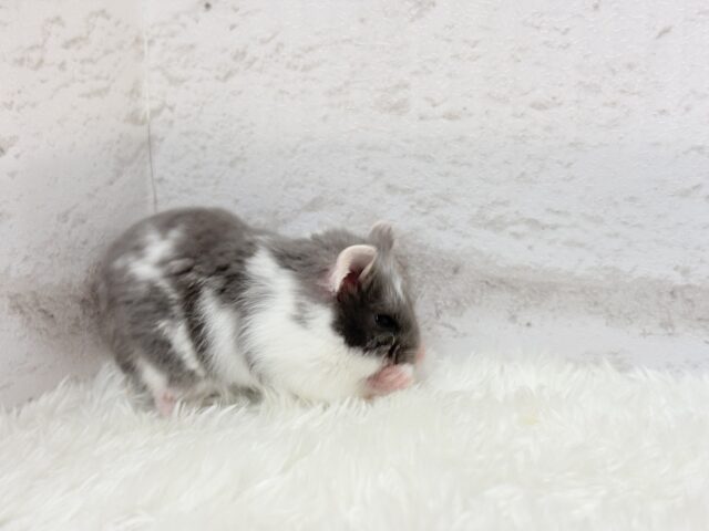 ドワーフハムスターの1種