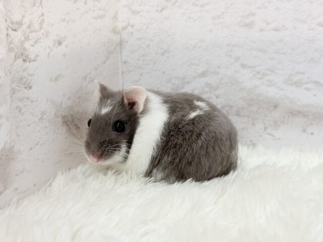 ドワーフハムスターの1種