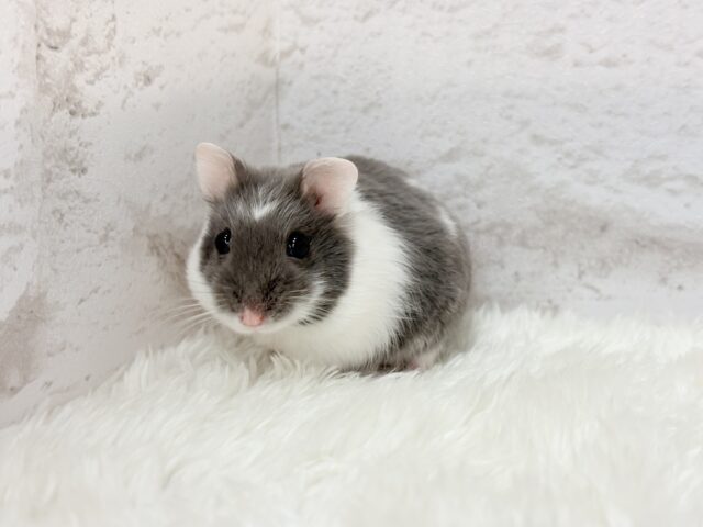 ドワーフハムスターの1種