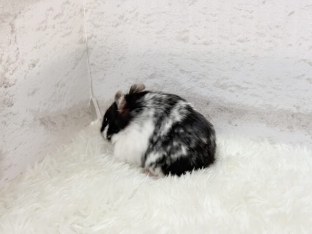 ドワーフハムスターの1種