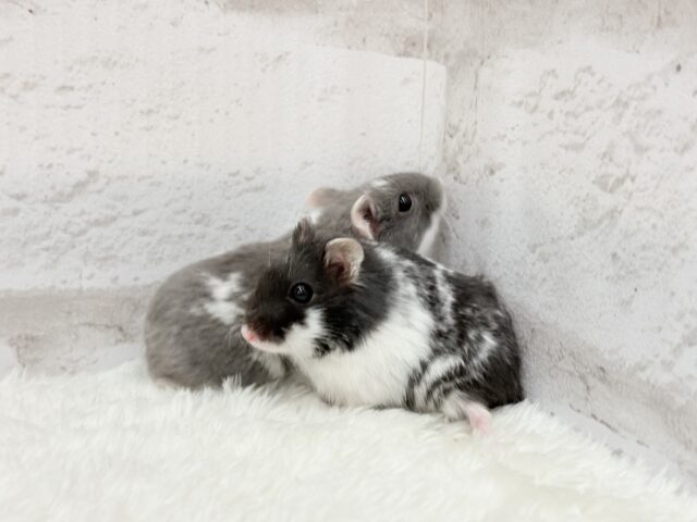 ドワーフハムスターの1種