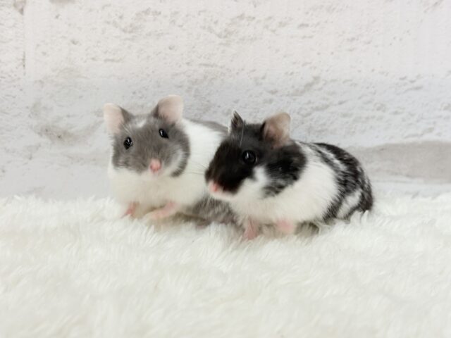 ドワーフハムスターの1種