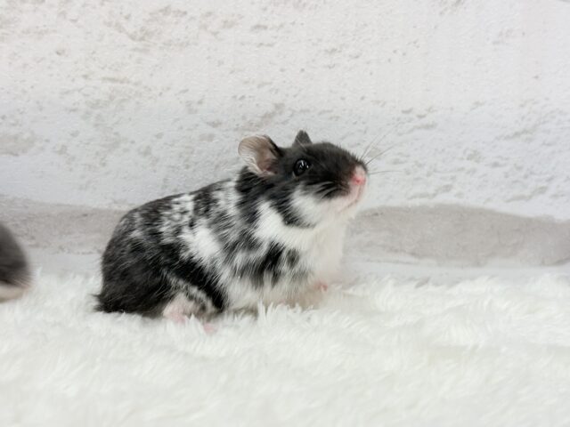 ドワーフハムスターの1種