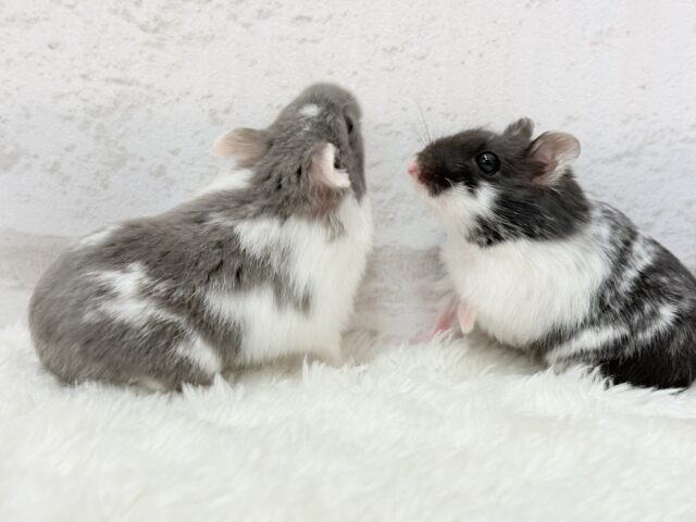 ドワーフハムスターの1種