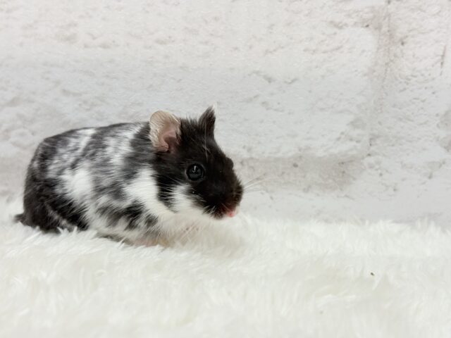 ドワーフハムスターの1種