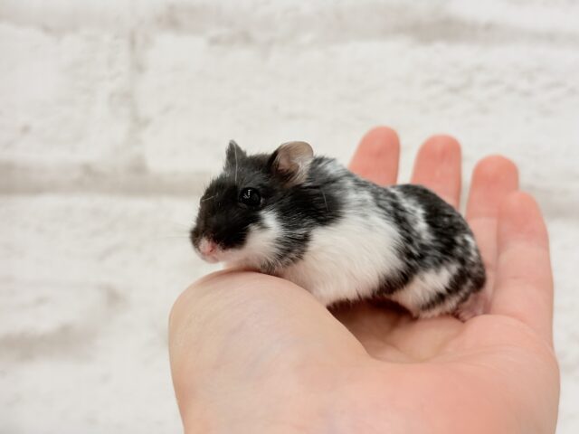 ドワーフハムスターの1種