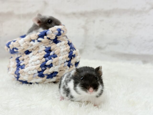 ドワーフハムスターの1種