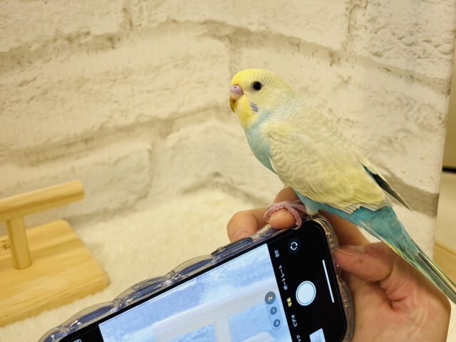 セキセイインコ