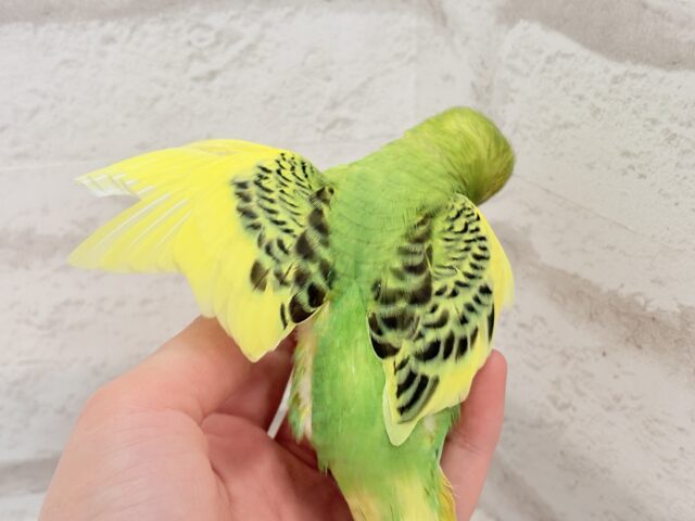 セキセイインコ