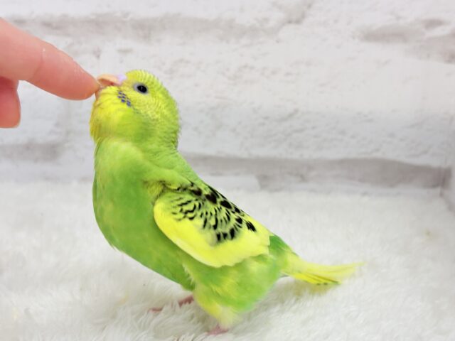 セキセイインコ