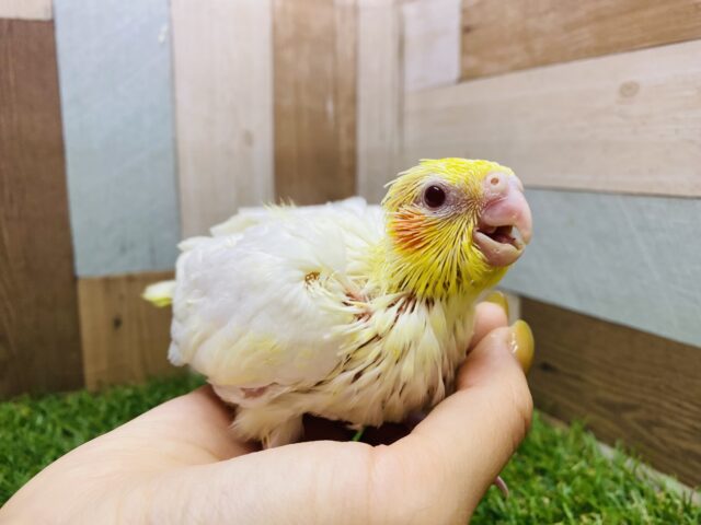 オカメインコ