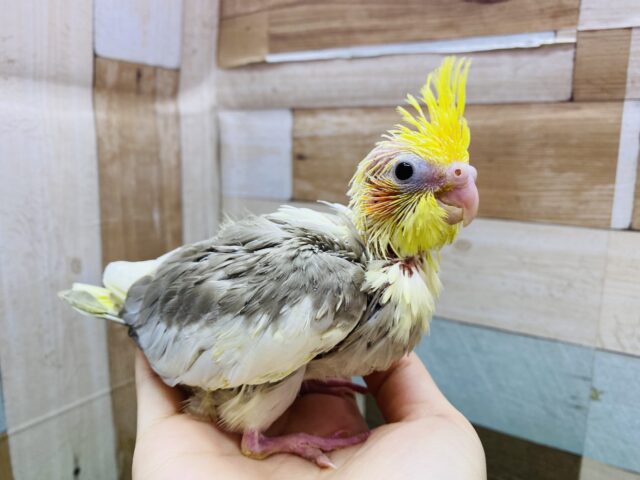オカメインコ