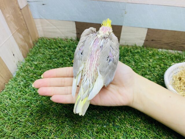 オカメインコ