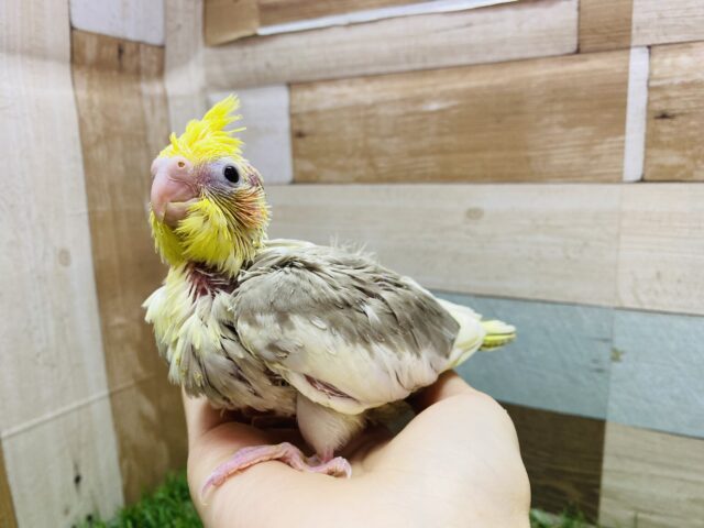 オカメインコ