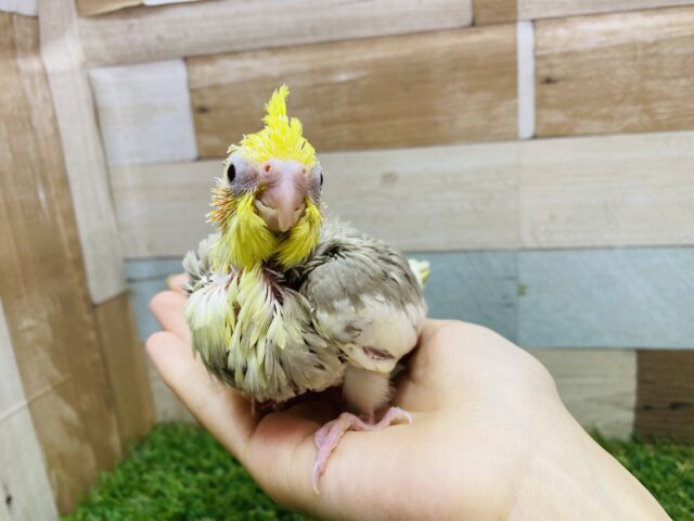オカメインコ