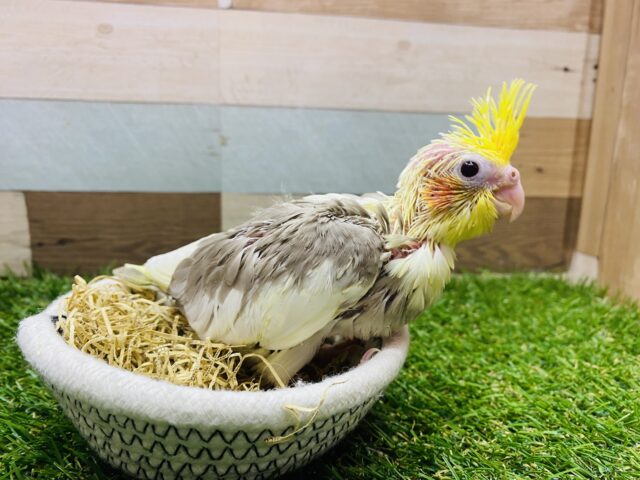 オカメインコ