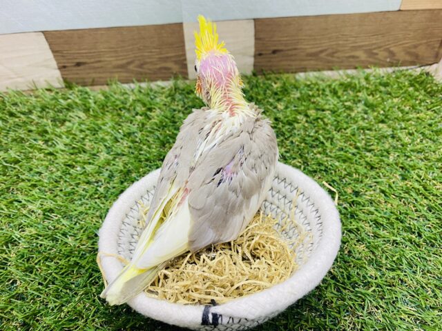 オカメインコ