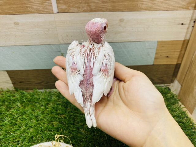 オカメインコ