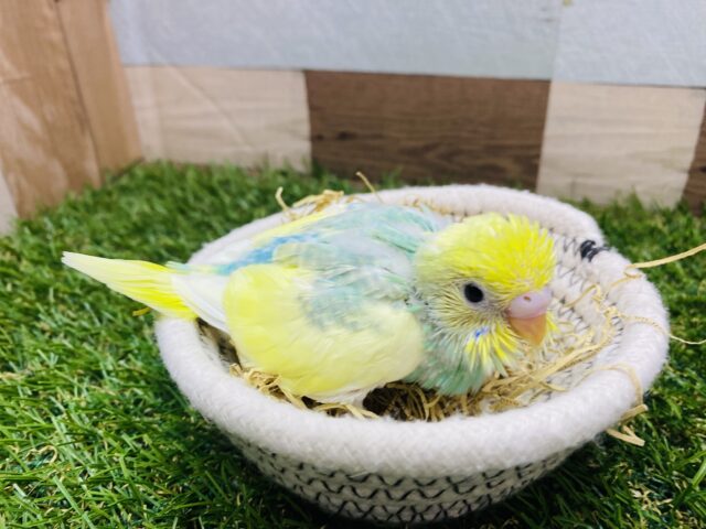 セキセイインコ