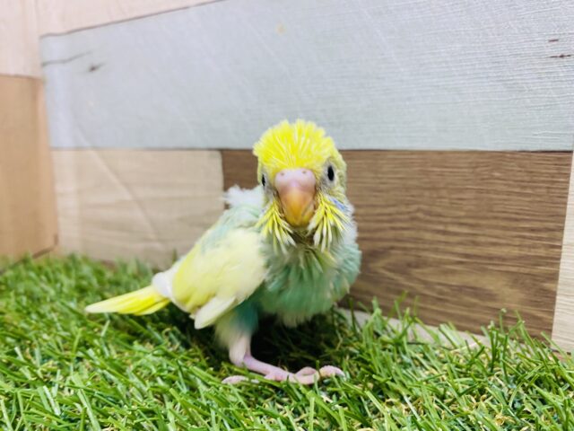 セキセイインコ