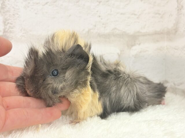 アビシニアンモルモット