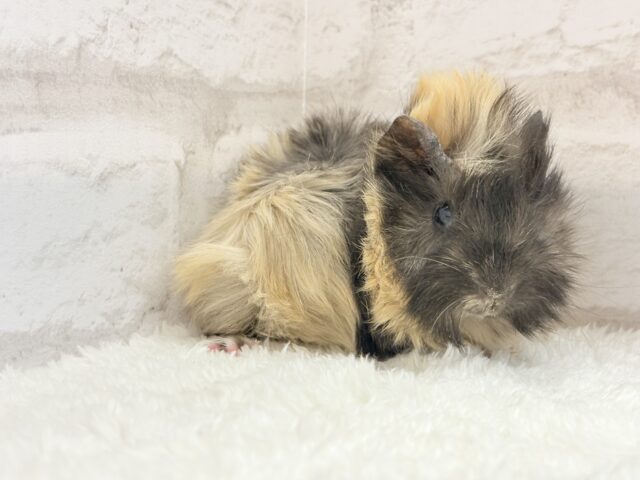 アビシニアンモルモット