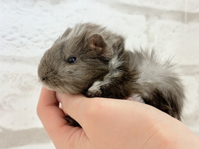 アビシニアンモルモット