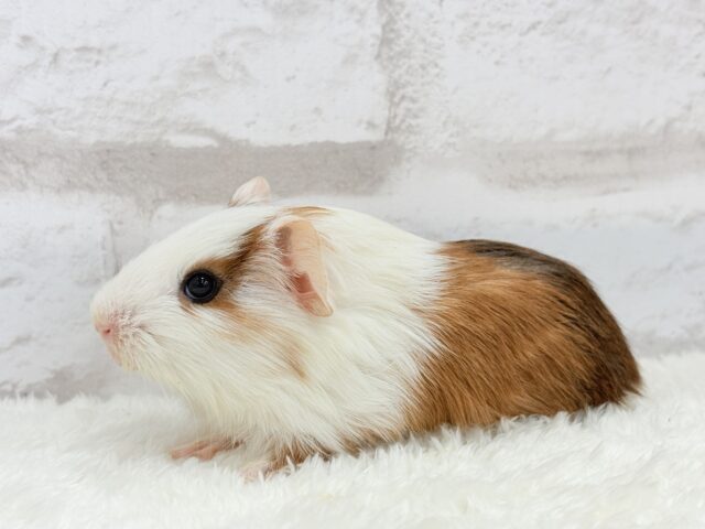 イングリッシュモルモット