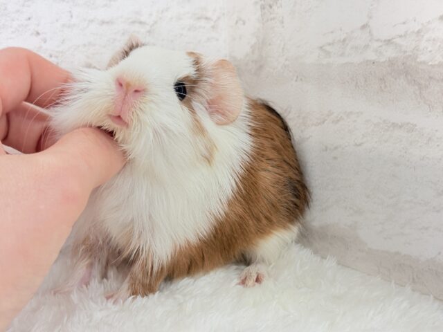 イングリッシュモルモット