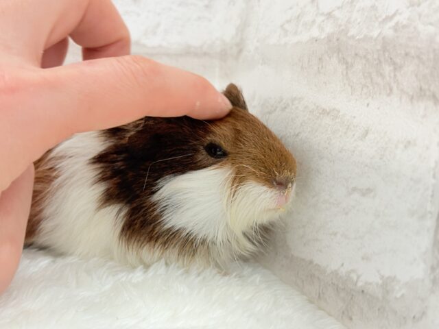 イングリッシュモルモット