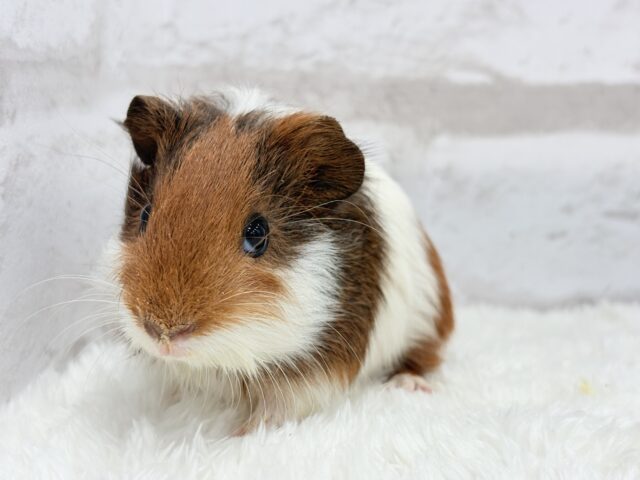 イングリッシュモルモット