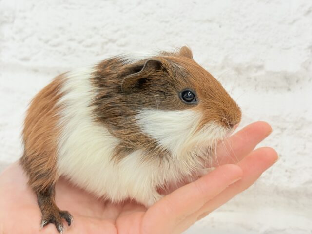 イングリッシュモルモット