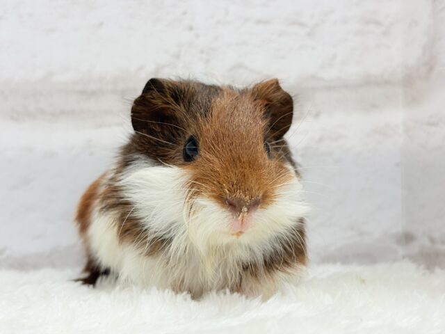 イングリッシュモルモット